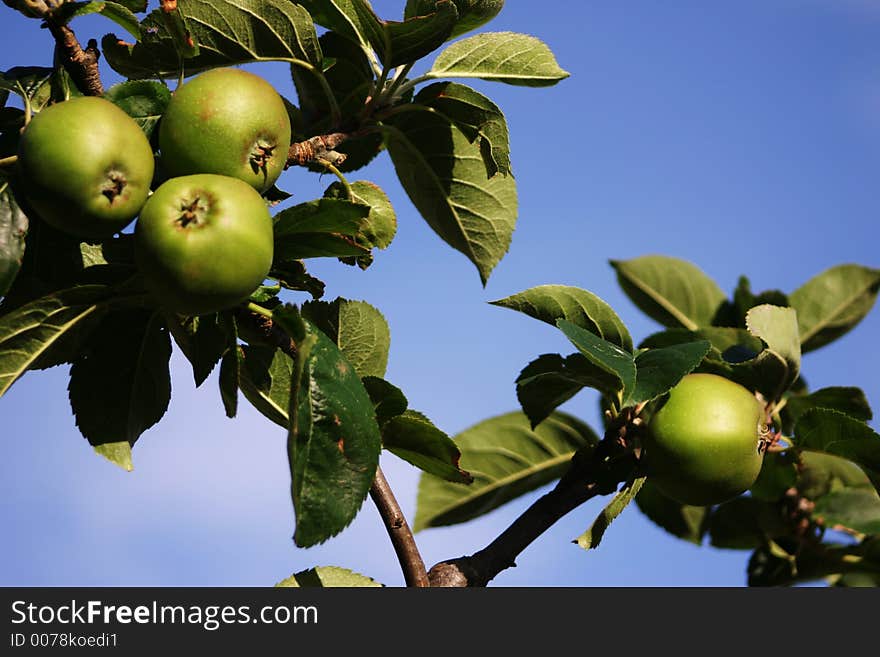 Green apples