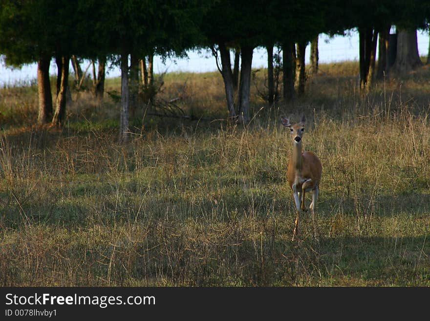 Alert Deer with leg raised ready to stomp a warning