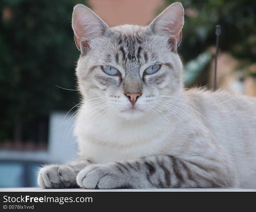 Portrait of blue  eays cat. Portrait of blue  eays cat