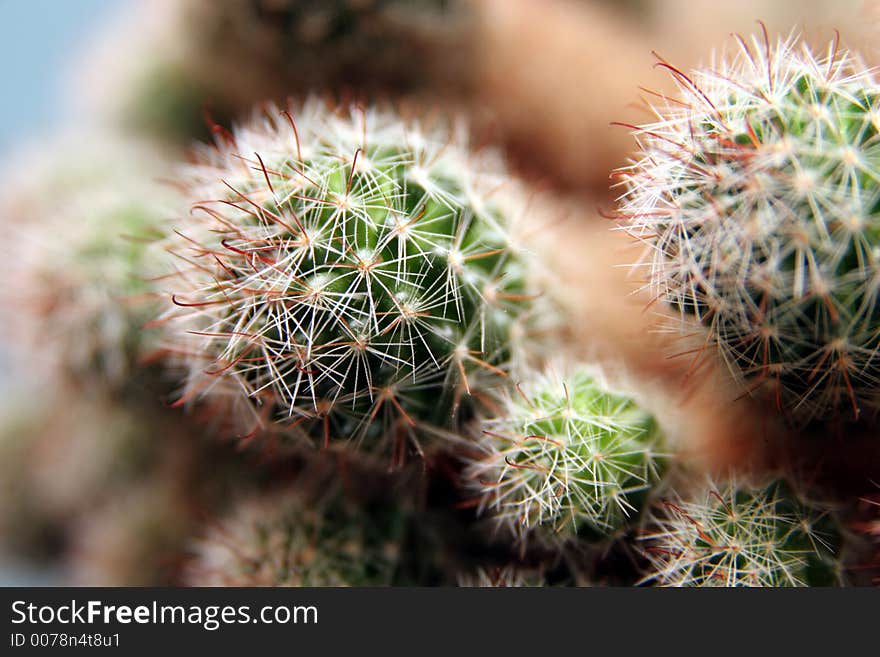 Closeup of a cactus and cactus blackground