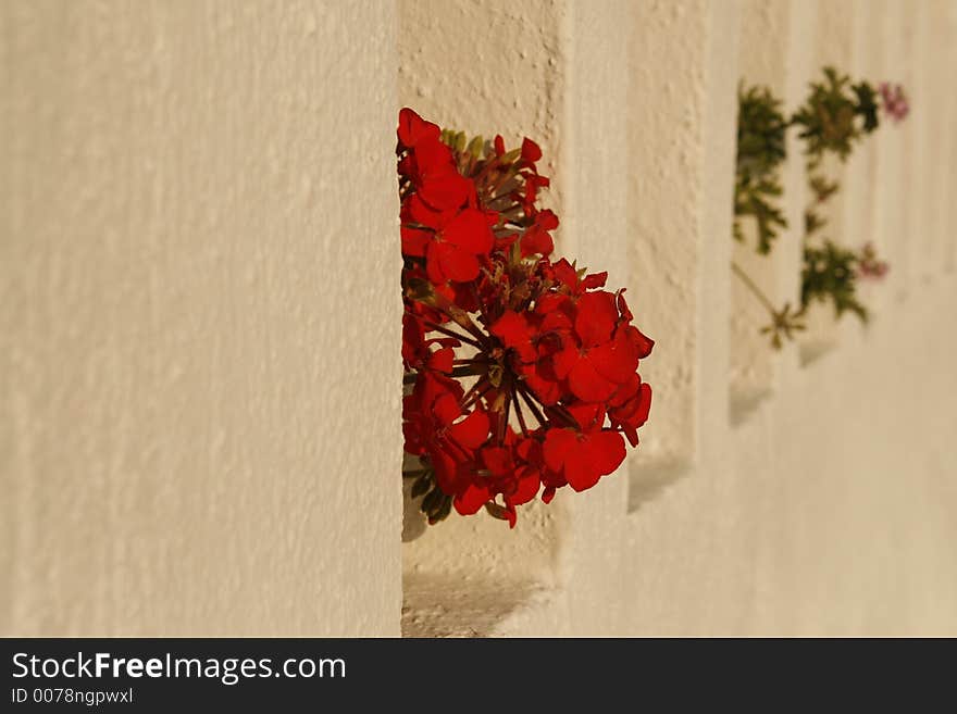 Decorative flowers in a greek's house wall