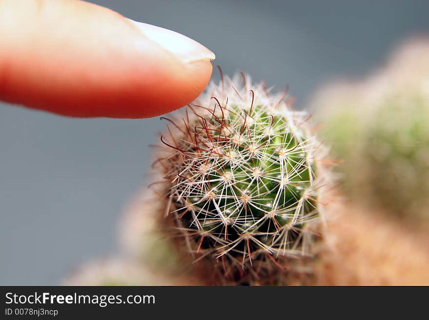 Fingering on cactus in closeup. Fingering on cactus in closeup