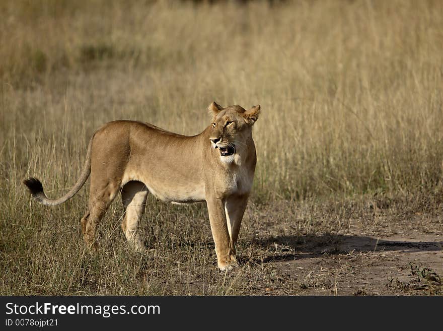 Standing female lion in the bush