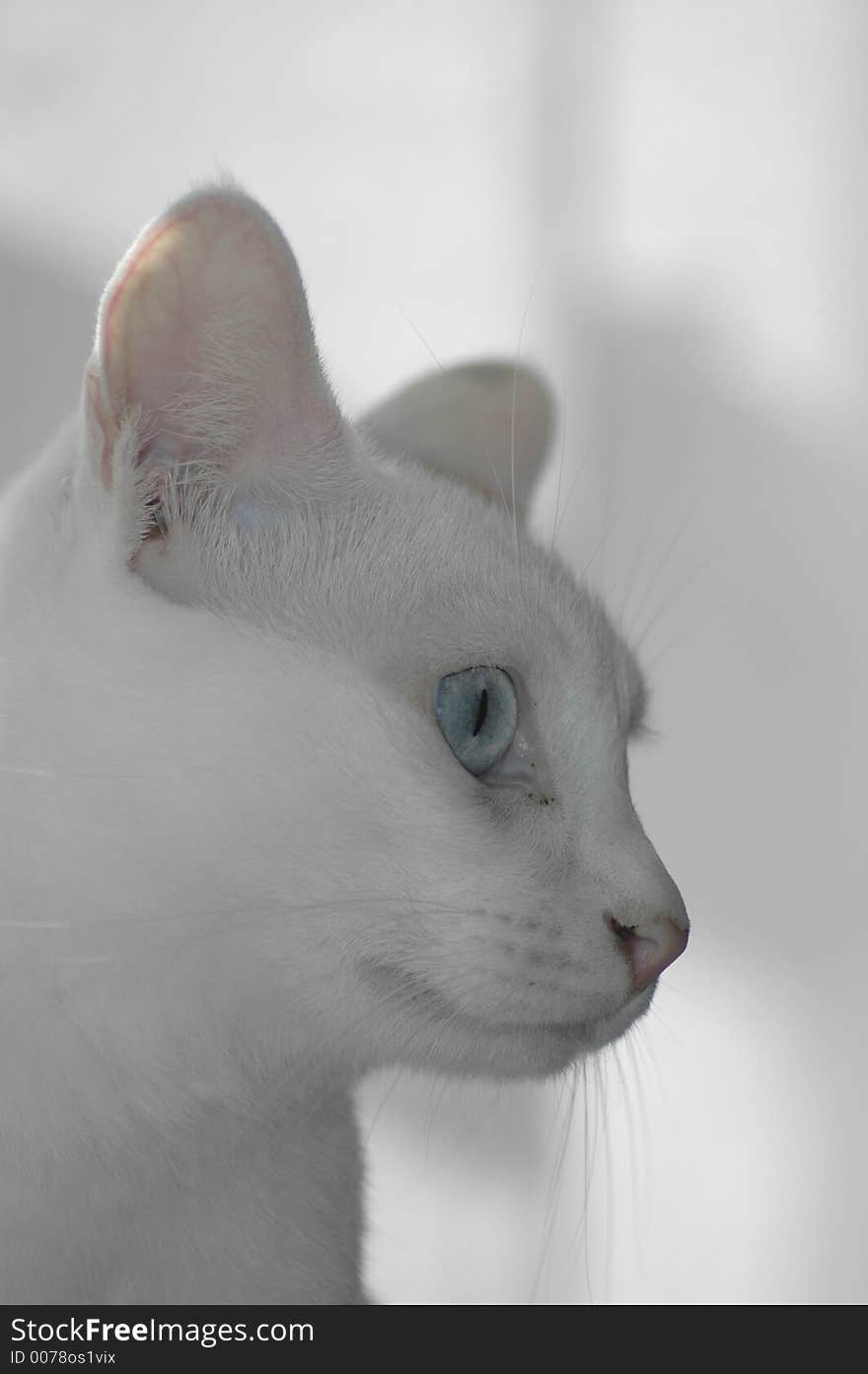 A beautiful blue-eyed cat in front of a white background.