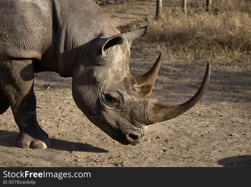 Extreme close-up of a rhinoceros