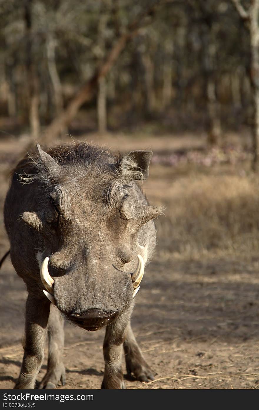 Extreme close-up of the face of warthog