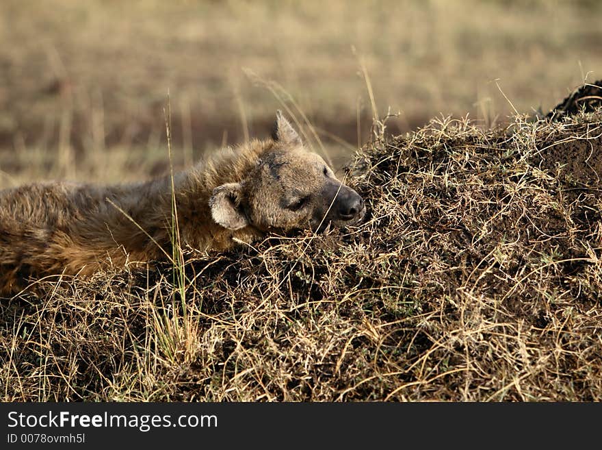 Sleeping Hyena