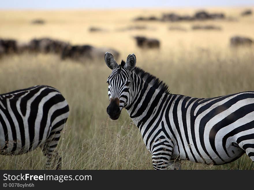 Close-up of a zebra with wildebeests in background