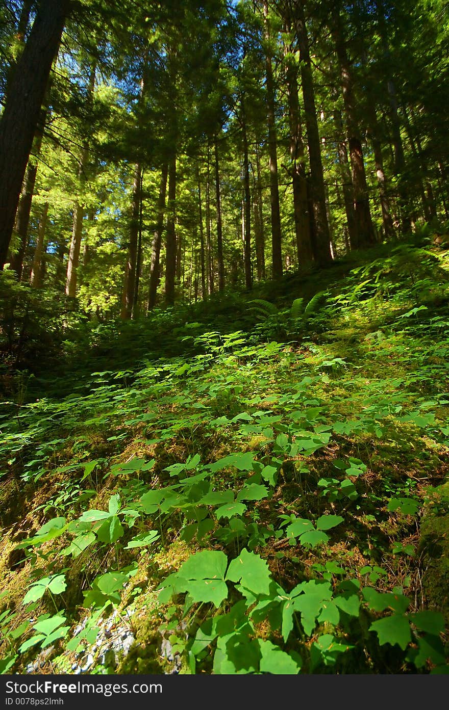 Verdant Pacific Northwest forest