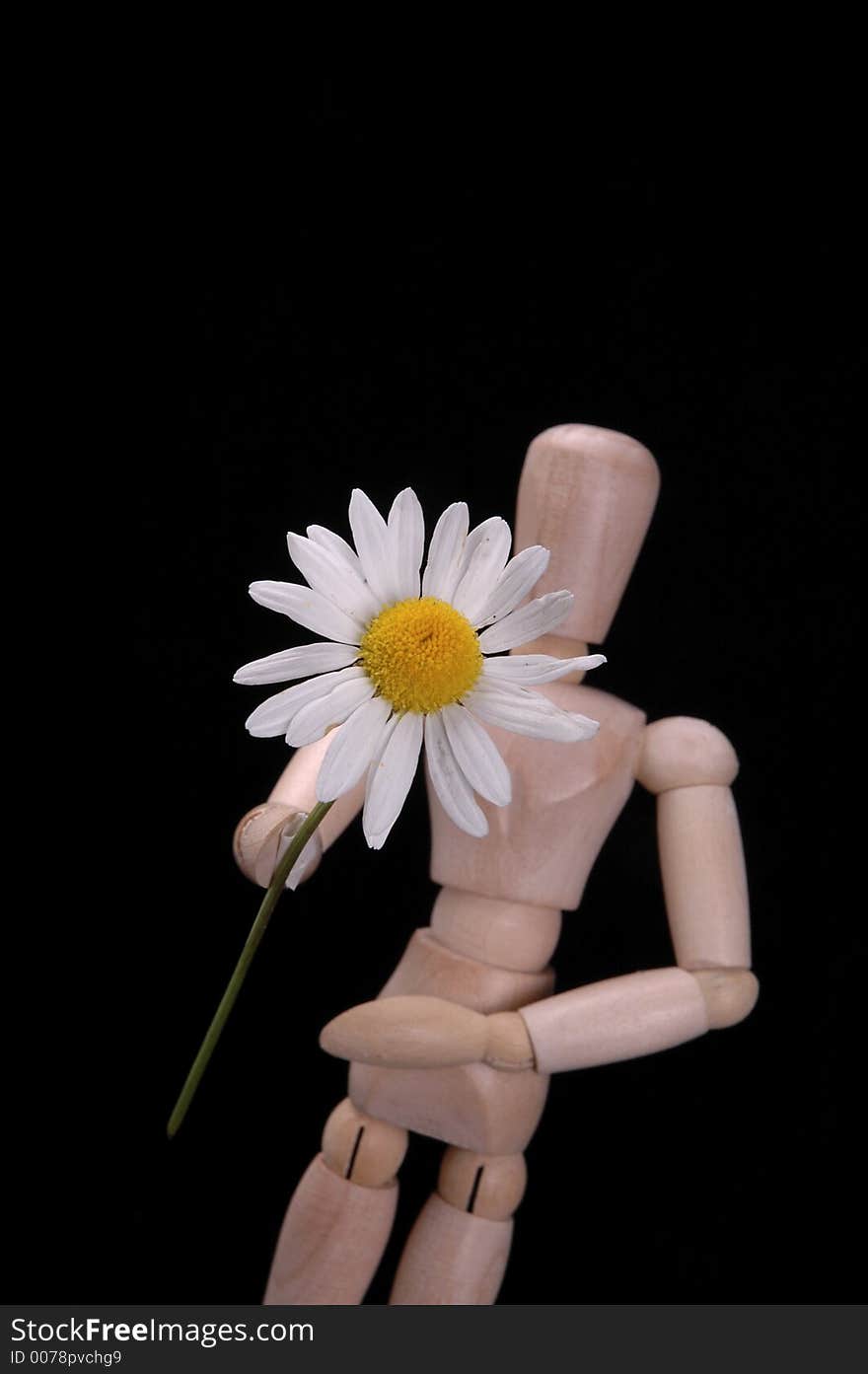 An artist's manikin holding out a daisy.