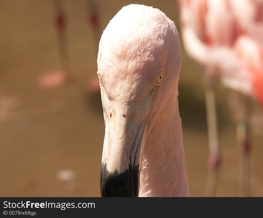 Flamingo Eyes