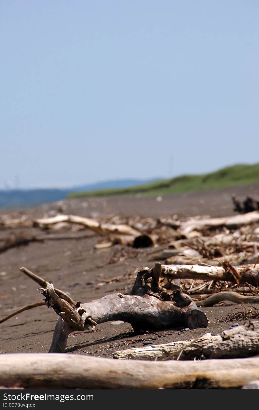 Shore with sticks on the sand