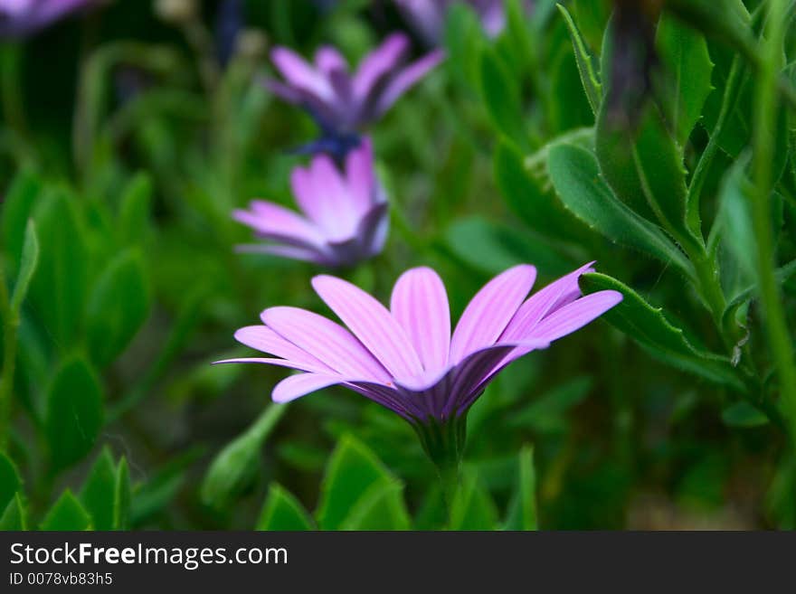 Close up of the Ostiospernum flower