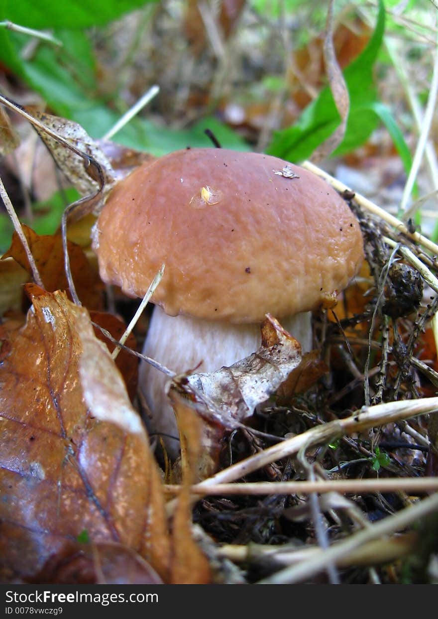 Mushroom