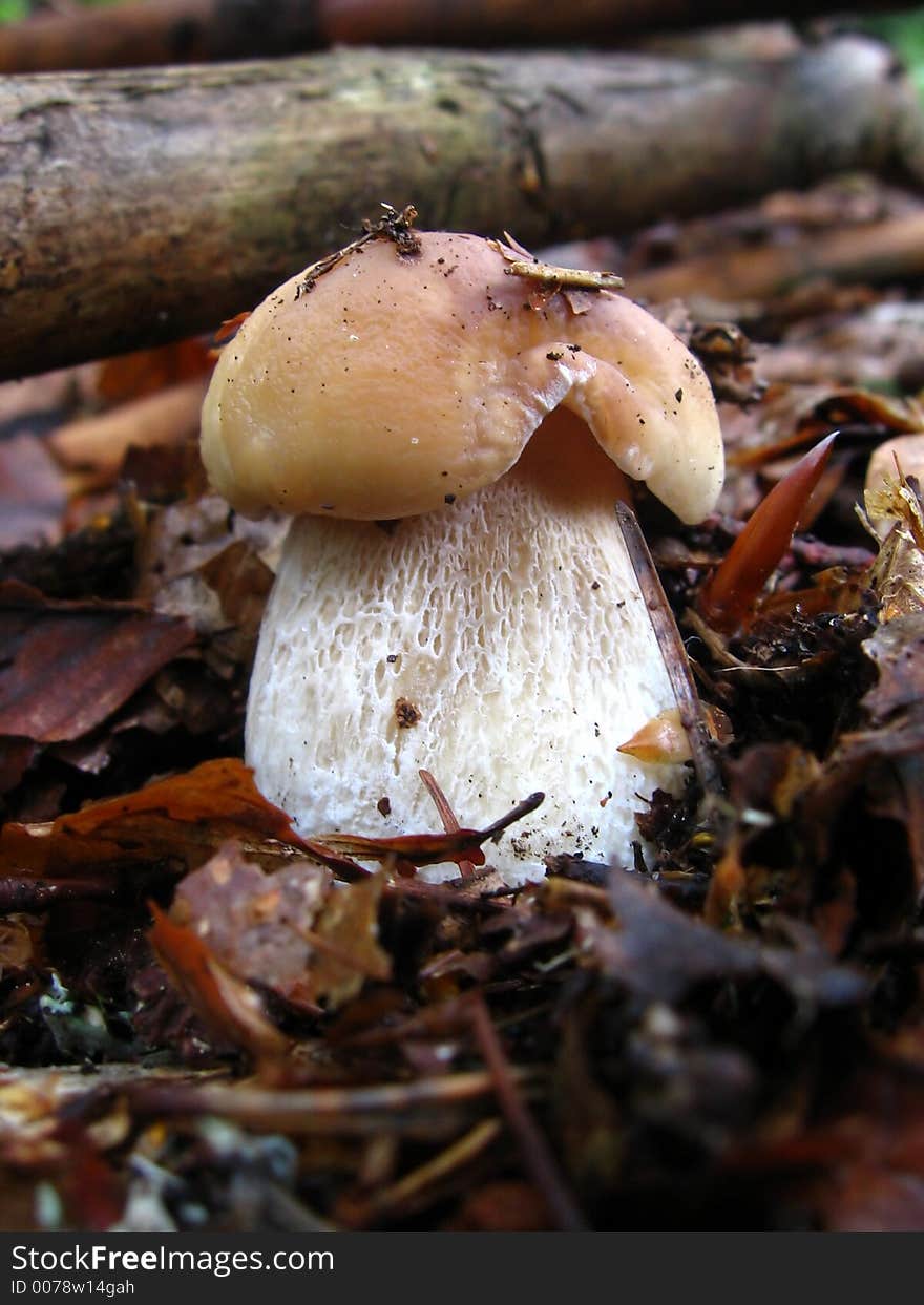 Mushroom