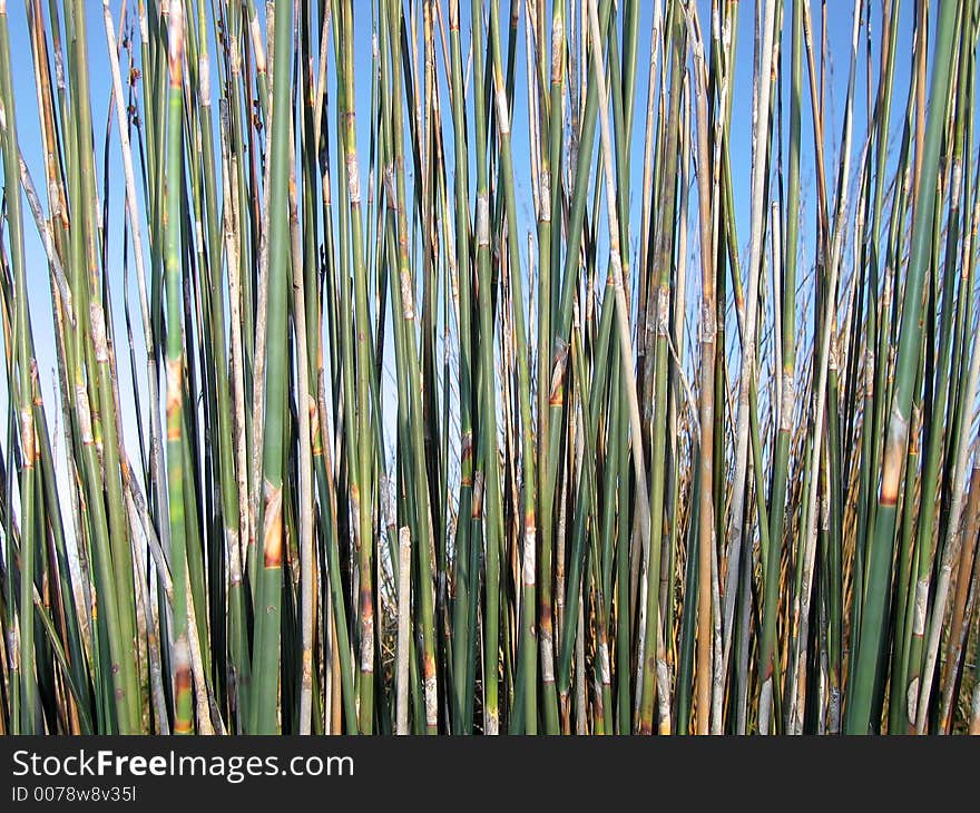 Landscape photo of a bunch of reed stems. Landscape photo of a bunch of reed stems.