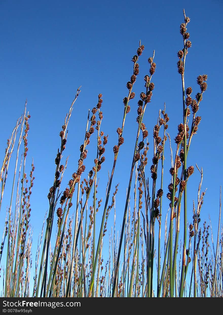 Portrait photo of the top of a bunch of reeds. Portrait photo of the top of a bunch of reeds.