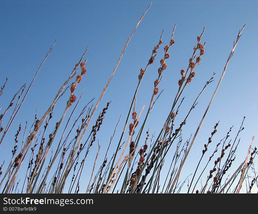 Landscape photo of the top of a bunch of reeds. Landscape photo of the top of a bunch of reeds.