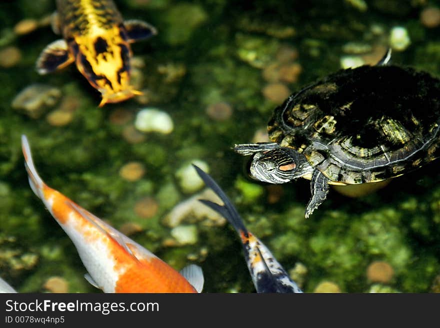 Life In A Pond