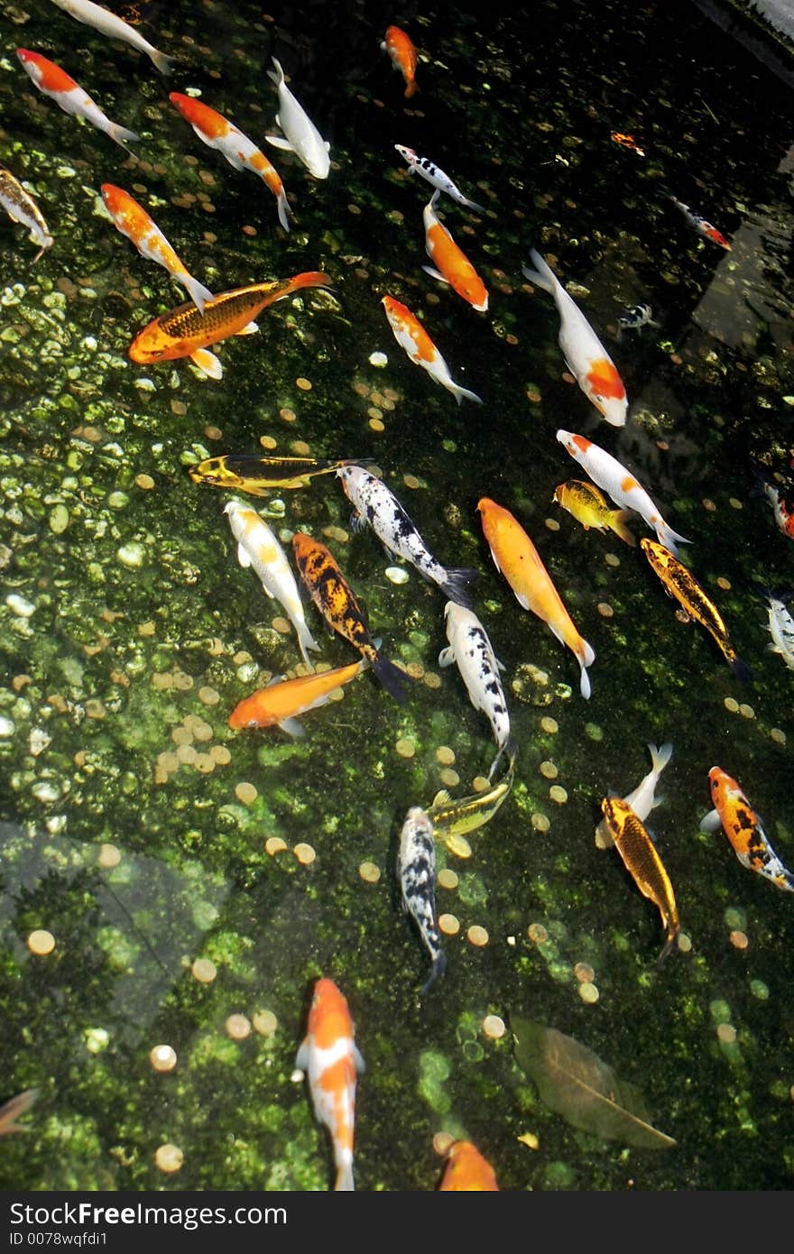 Tropical pond full of coi fish. Tropical pond full of coi fish