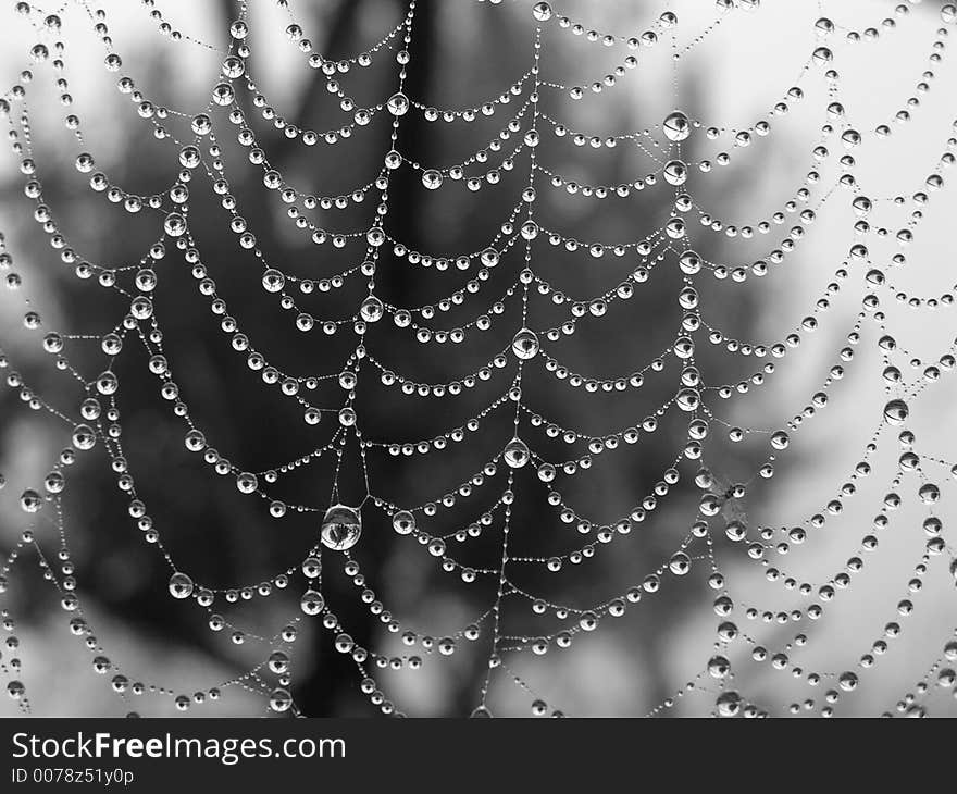 Morning dew on a web. 5 o'clock in the morning. The Moscow area. Morning dew on a web. 5 o'clock in the morning. The Moscow area.