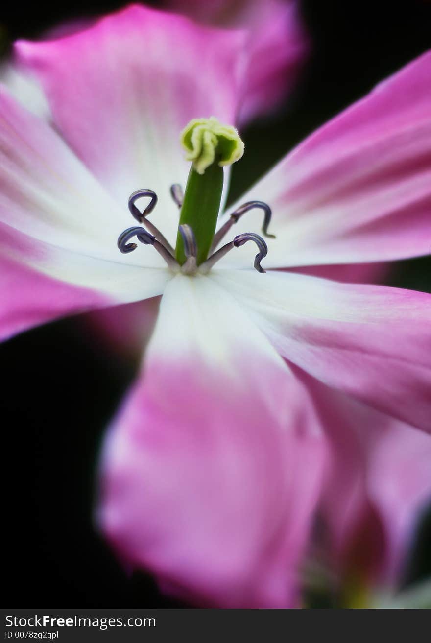 A macro of a tulip for backgrounds or postcards