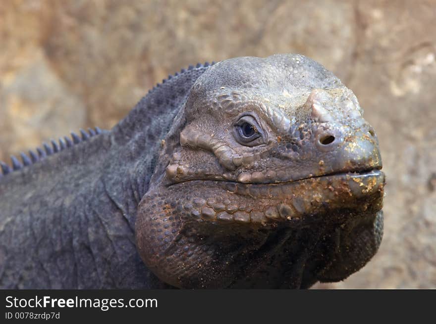 Close up of a lizard