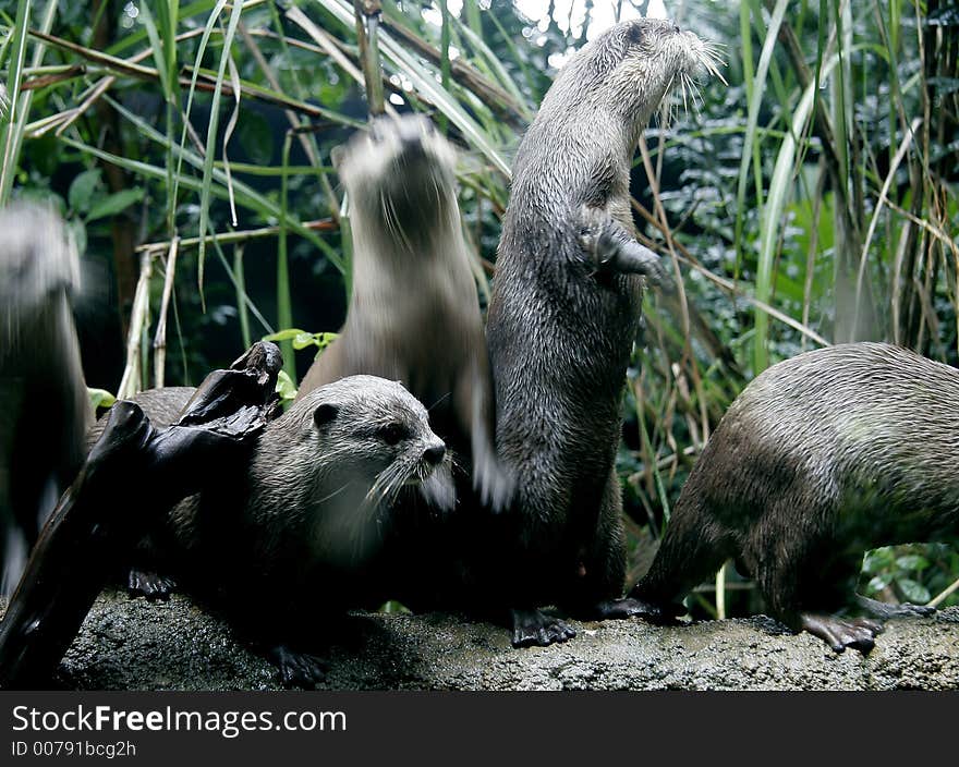 Otters running around. Otters running around...