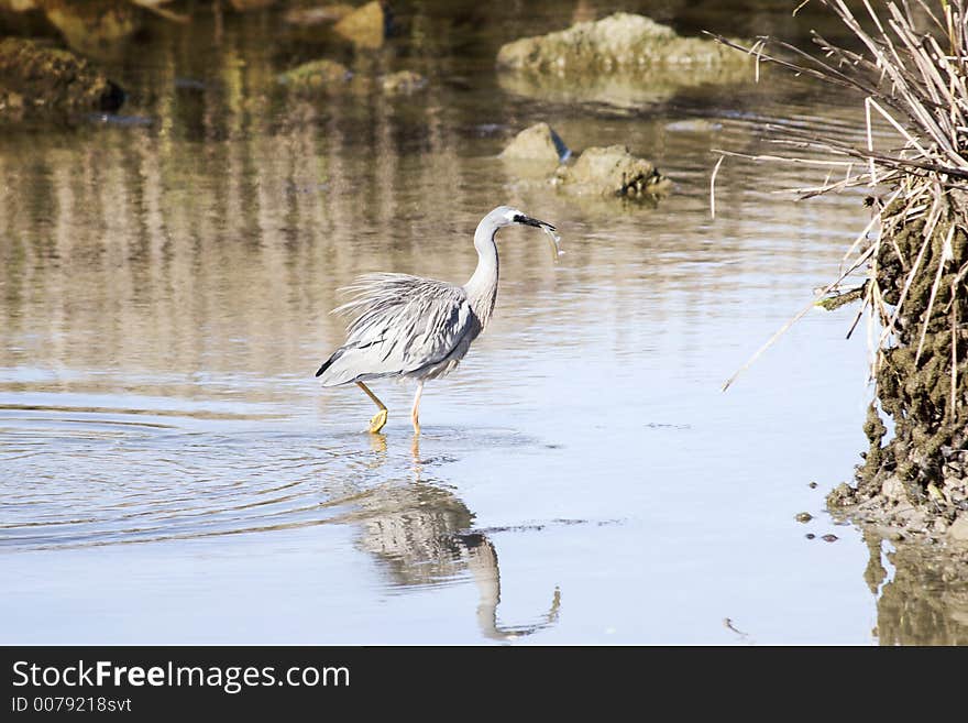 A heron catches a fish. Haumoana, Hawke's Bay, New Zealand. A heron catches a fish. Haumoana, Hawke's Bay, New Zealand