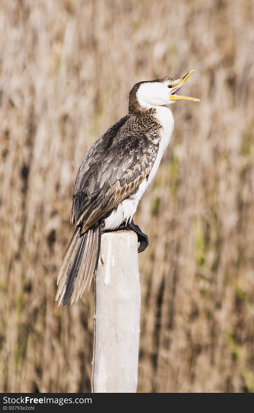 A cormorant sitting on a post. Haumoana Wetlands, Hawke's Bay, New Zealand. A cormorant sitting on a post. Haumoana Wetlands, Hawke's Bay, New Zealand