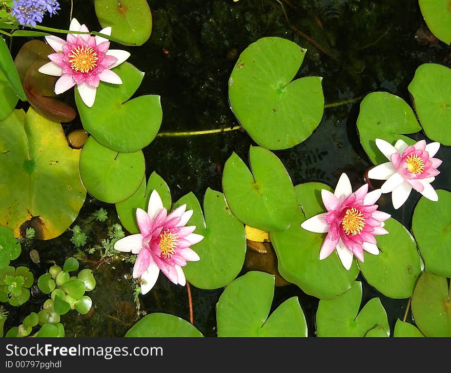 Water Lily Group