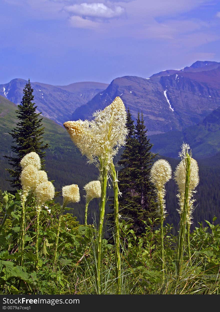 Entwined Beargrass