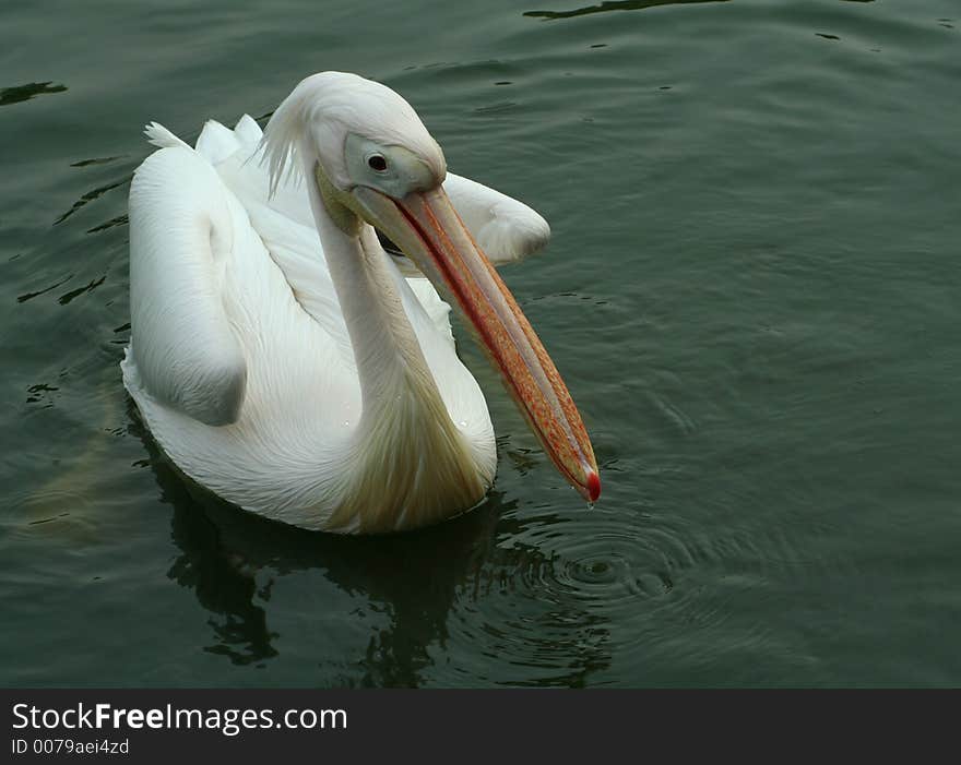 A snowwhite pelican swimming,beak is colorful