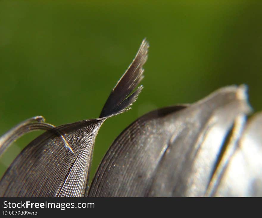 Elegant black feather macro