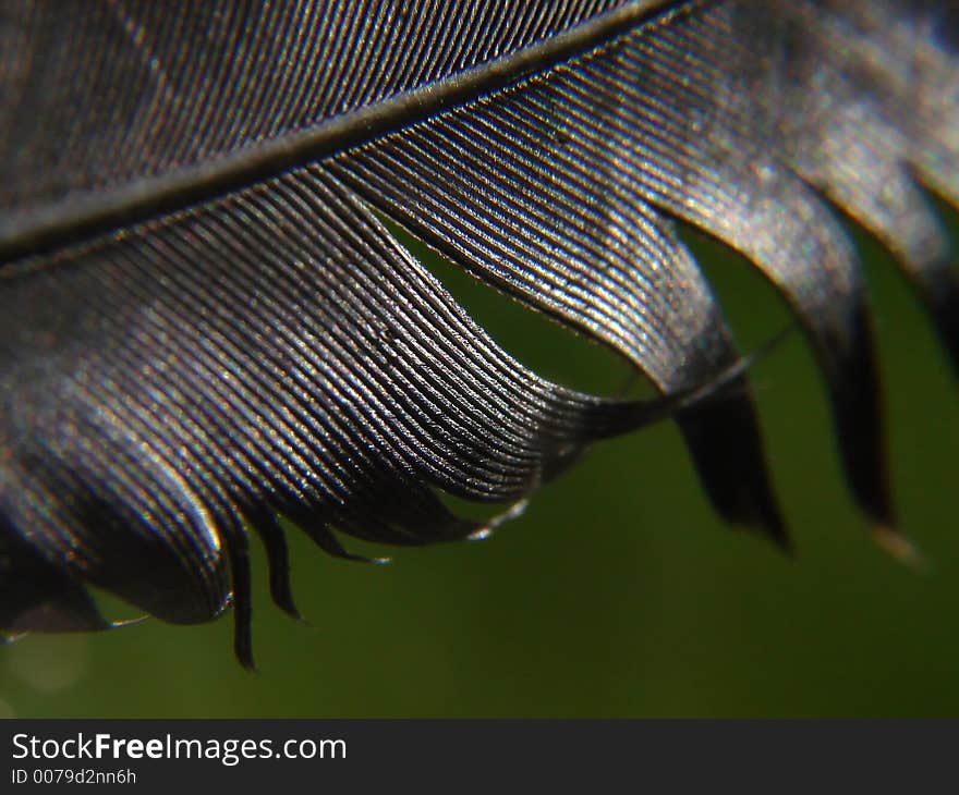 Black feather macro  at daylight and green background. Black feather macro  at daylight and green background