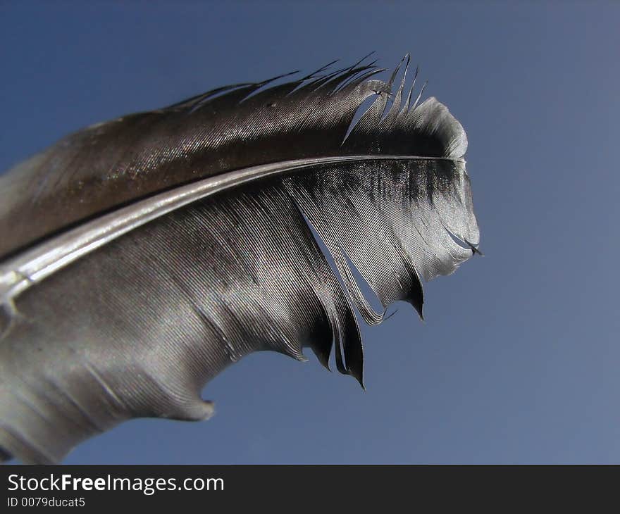 Black feather closeup with blue sky background. Black feather closeup with blue sky background.