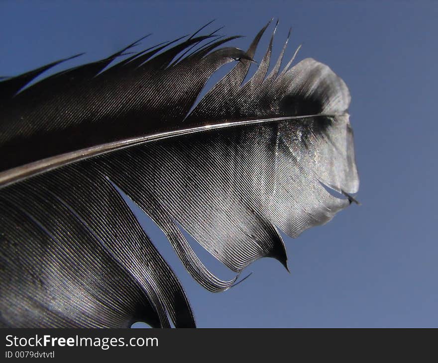 Black feather closeup with blue sky background. Black feather closeup with blue sky background.