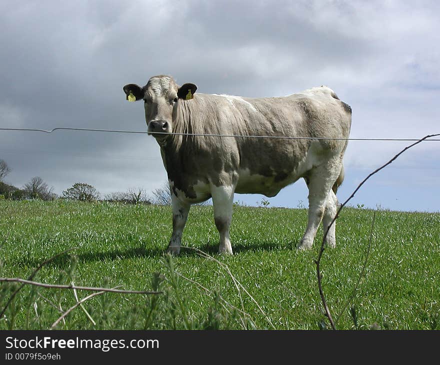 Cow, landscape, grass and sky clouds