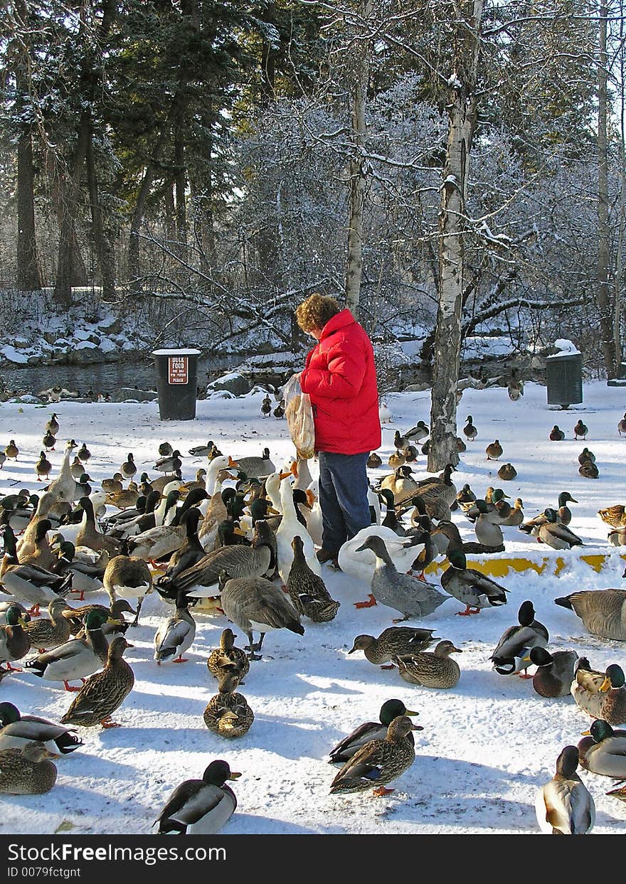 This image of the lady feeding the waterfowl was taken in western MT. This image of the lady feeding the waterfowl was taken in western MT.