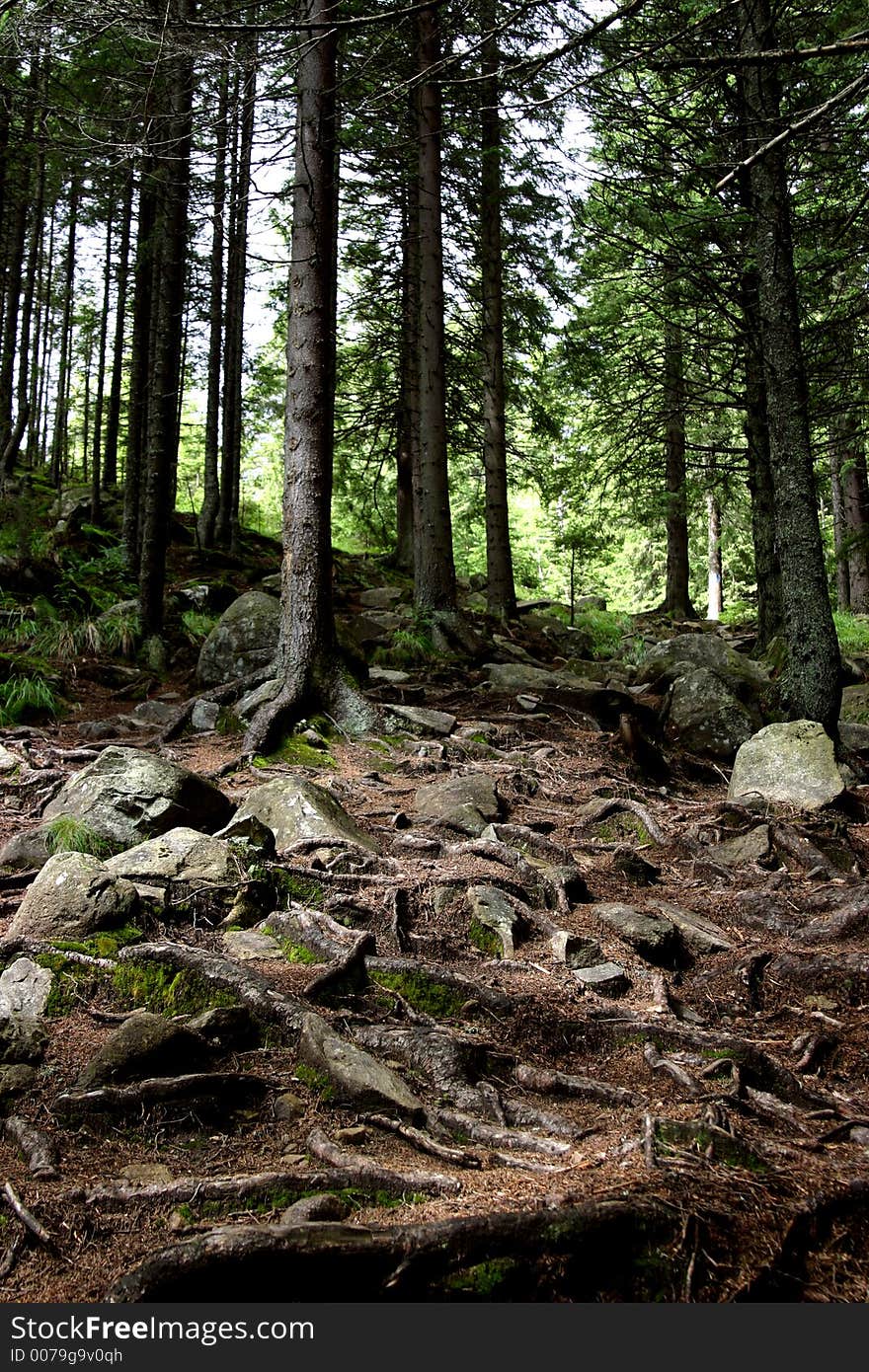 Ancient forest from Retezat mountains - Romania