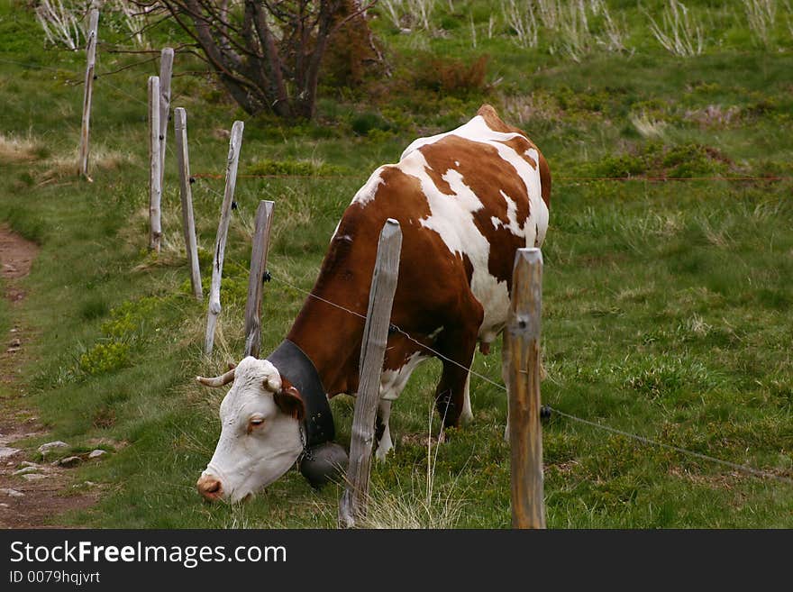 Grazing cow with a fence