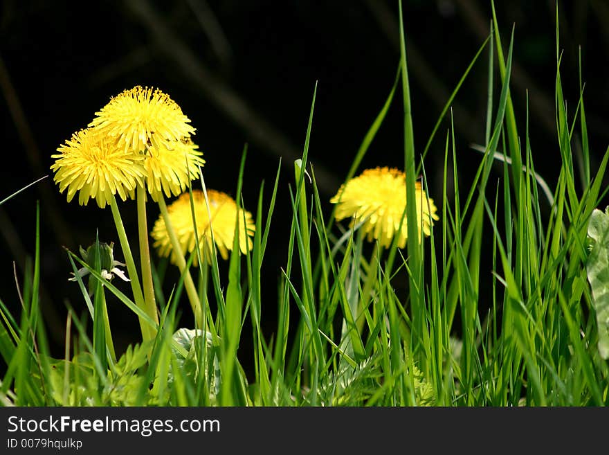 Dandelion Closeup