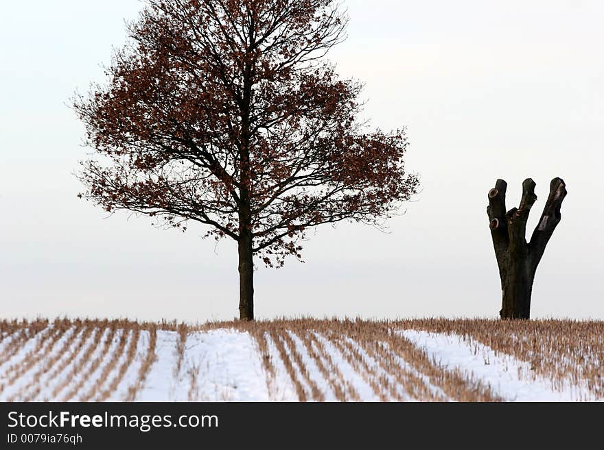 Waling in the landscape   in  winter. Waling in the landscape   in  winter