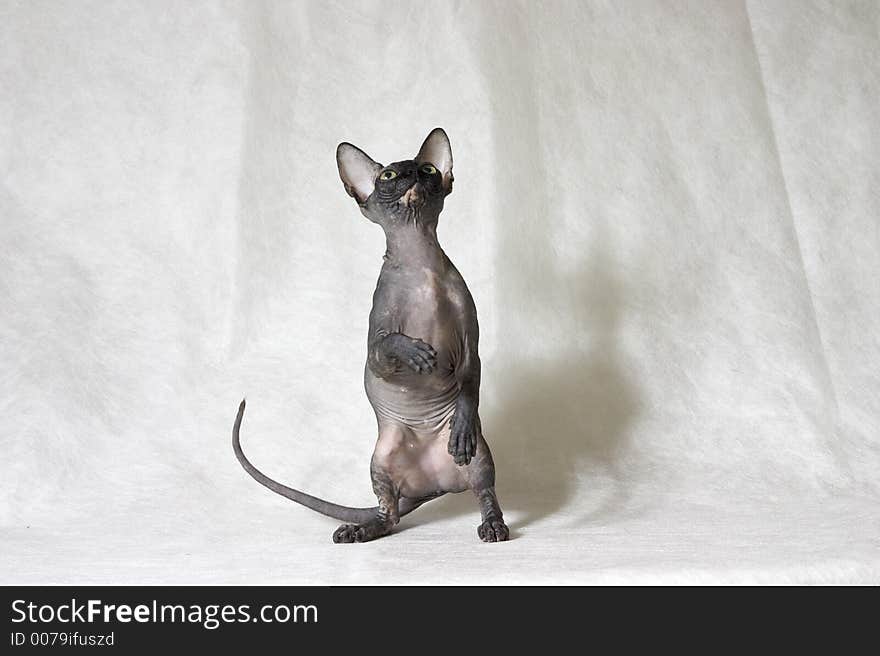 The Canadian sphynx