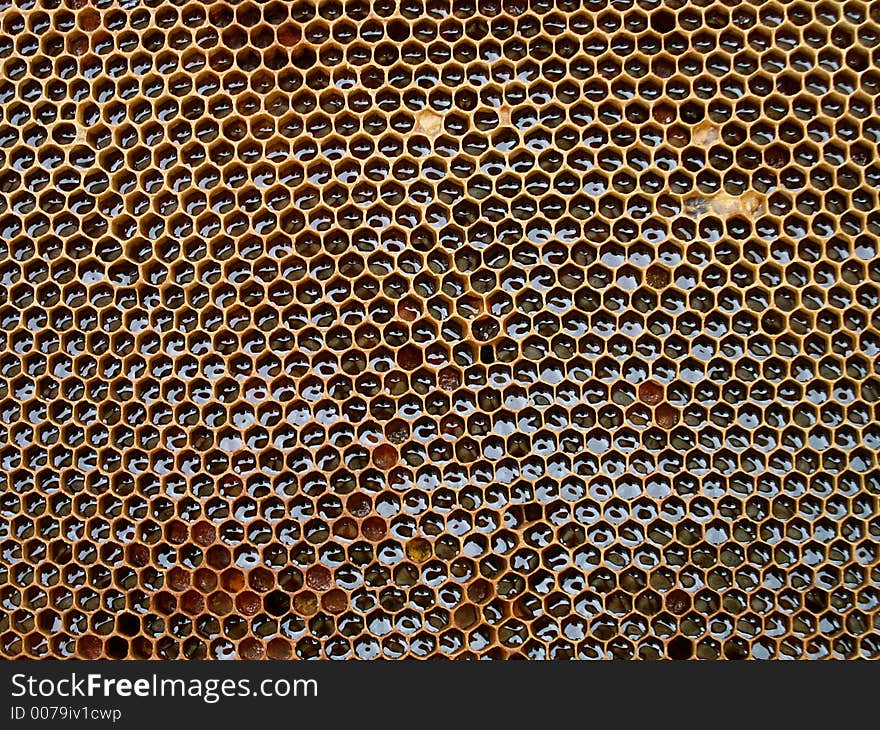 Honey texture from bee-farm of my father (czech republic)