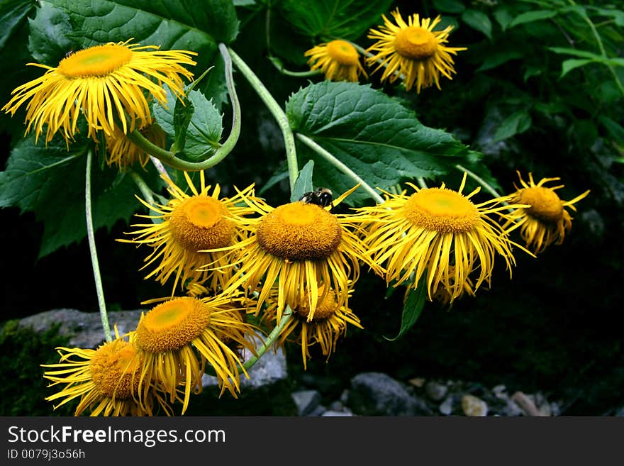 Yellow Flowers Bouquet