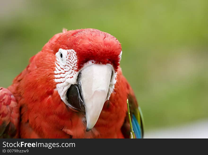 Red Macaw up close.