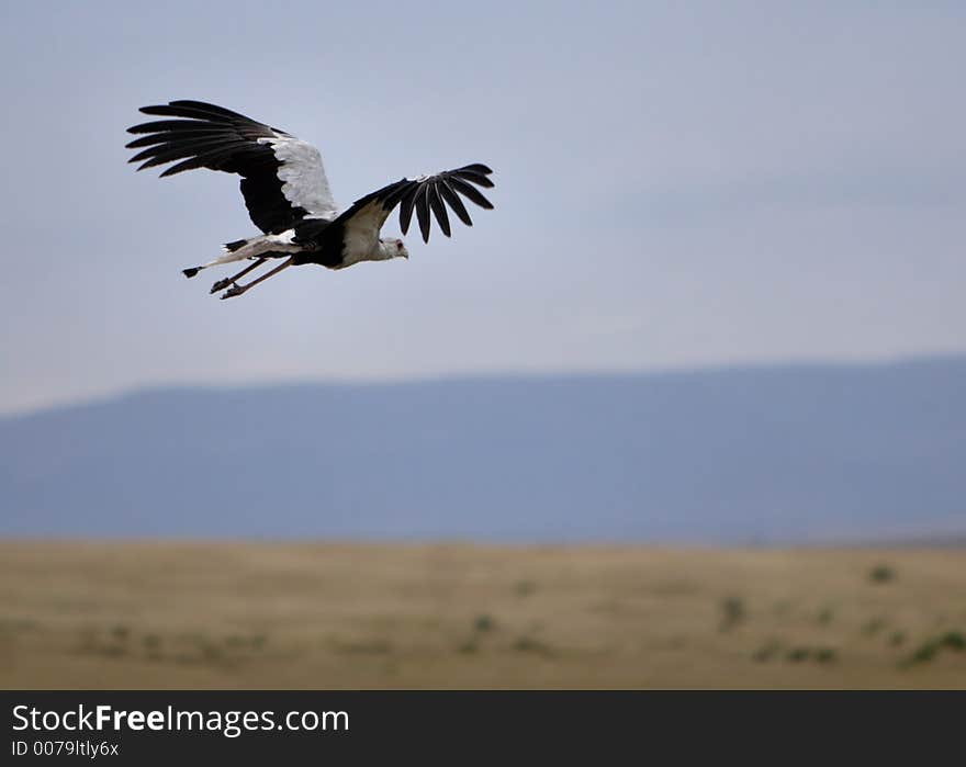 Secretarybird in flight