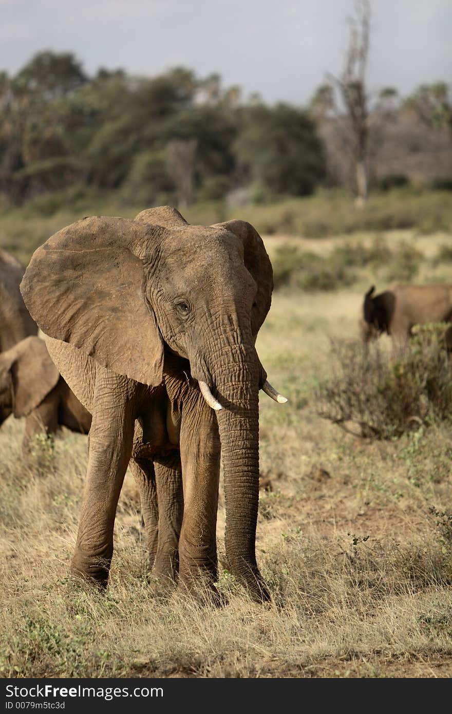 An African Elephant posing in the wild