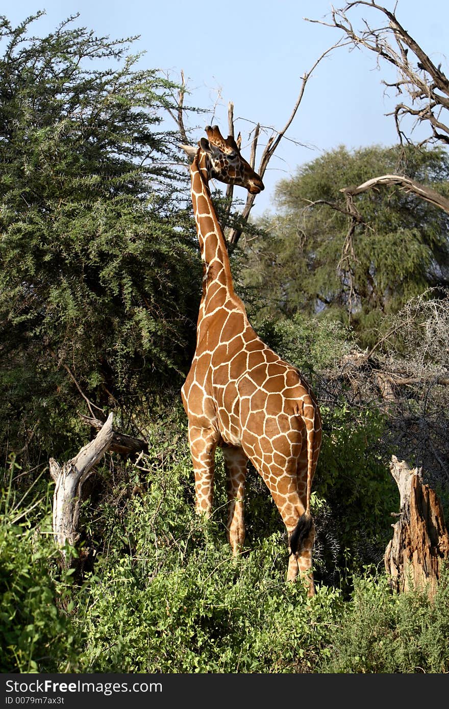 Reticulated Giraffe standing by some trees